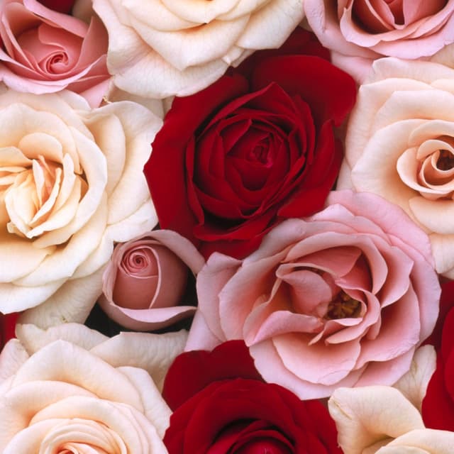 Mother's Day Facial/Massage at Solimar Day Spa in Park Ridge, NJ